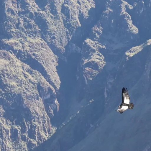 la cruz del condor1