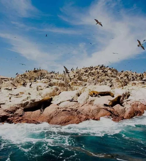 paracas-e-islas-ballestas
